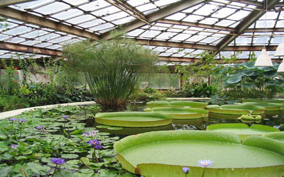 Власти Петербурга обратили внимание на проблемы Ботанического сада