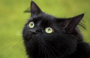 Черные коты Эрмитажа станут первыми героями "Ночи в музее" в Петербурге